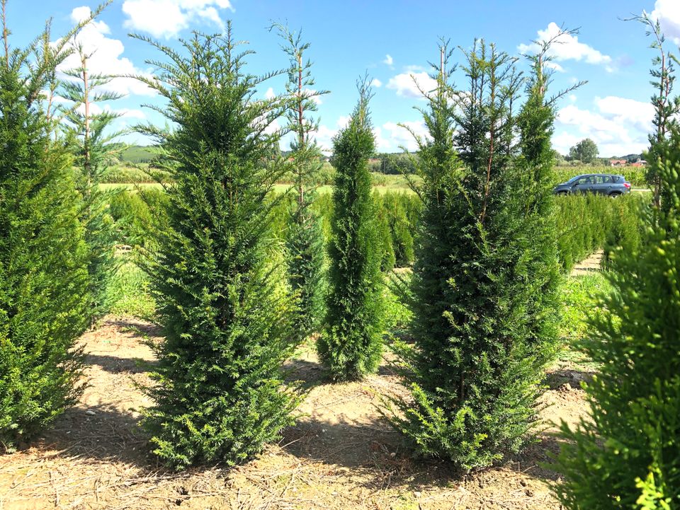 Taxus baccata Eibe (Gemeine Eibe) | Bayernhecke, in Weißenburg in Bayern