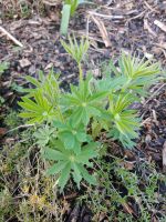 Lupine, Staude, winterhart Schleswig-Holstein - Heiligenstedten Vorschau