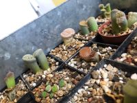 Lithops, lebende Steine, Sukkulenten Niedersachsen - Oldenburg Vorschau