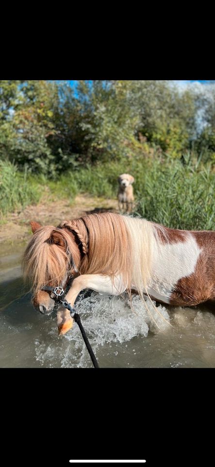 Pflegebeteiligung und/oder Reitbeteiligung an Minishettys in Genderkingen