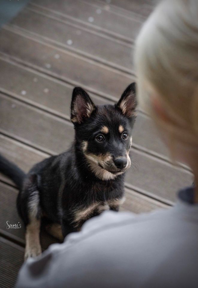 Hundefotoshooting | Fotografin | Fotoshooting Hund in Rendsburg