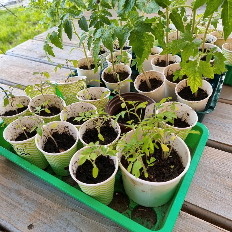 Tomatensetzlinge, viele Multiflorasorten - viel Ertrag in Kaufbeuren