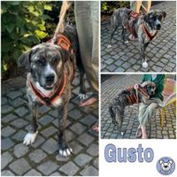 GUSTO (♂) in 41464 Neuss Nordrhein-Westfalen - Neuss Vorschau