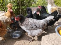 Marans Hennen blau Kupfer und schwarz Kupfer Baden-Württemberg - Mosbach Vorschau