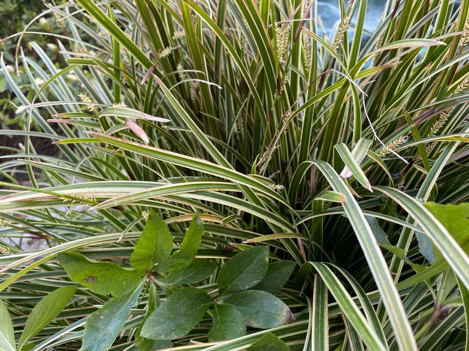 Gras Ziergras Japansegge  Ableger robuster Bodendecker winterhart in Bühl