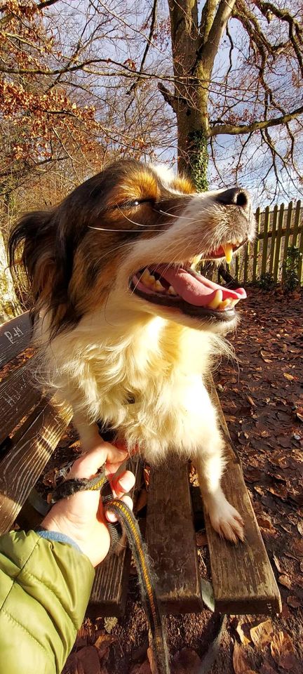 Der kleine Jack sucht sein Zuhause in Rennertshofen