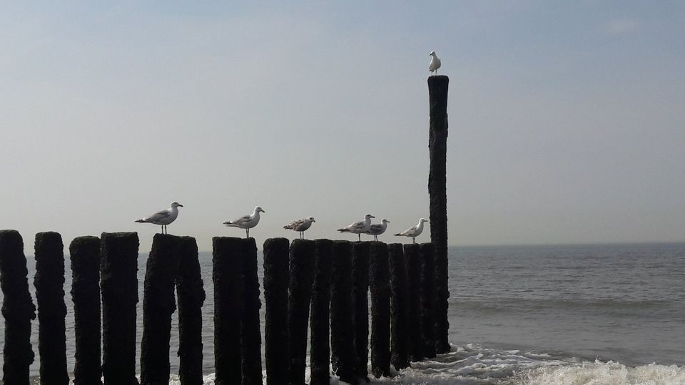 Ferienhaus Holland Zeeland-Nieuwvliet/STRANDNAH AUCH MIT HUND in Oberdürenbach