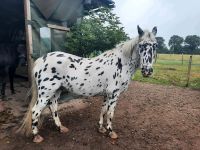 Pony Pflegebeteiligung Kreis Pinneberg - Heist Vorschau