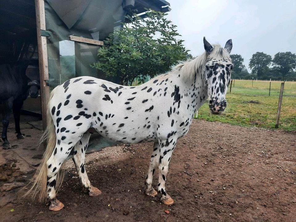 Pony Pflegebeteiligung in Heist