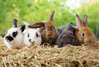 Suche 8  Wochen alte Kaninchen Sachsen-Anhalt - Haldensleben Vorschau