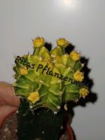Gymnocalycium variegata gepfropft Kaktus Sonnenplatz Zimmerpflanz Bayern - Stephanskirchen Vorschau