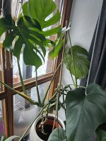 Monstera Pflanze Niedersachsen - Rotenburg (Wümme) Vorschau