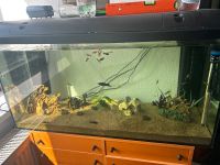 Biete Aquarium mit Inhalt Brandenburg - Nauen Vorschau