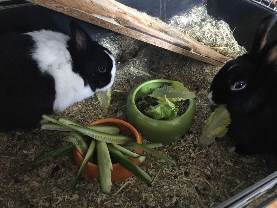 Zwei günstige Kaninchen mit etwas Zubehör zu verkaufen in Düsseldorf