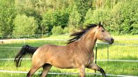 Quarter Horse Stute Bayern - Kasendorf Vorschau