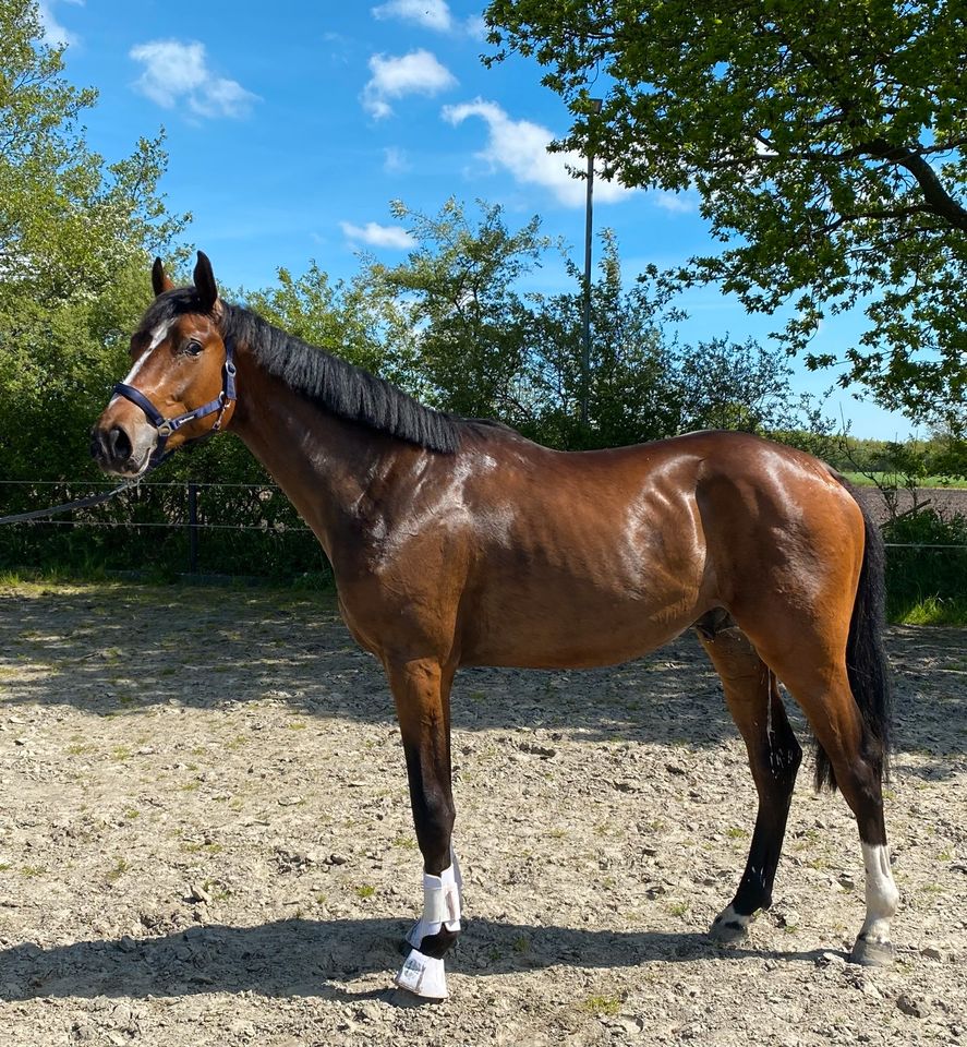 2 jähriger Hengst (bald Wallach), Top-Charakter, Dressur in Schafflund