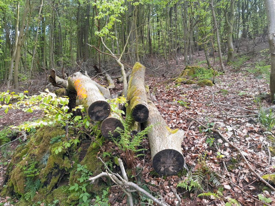 Brennholz für Selbstsäger in Minden