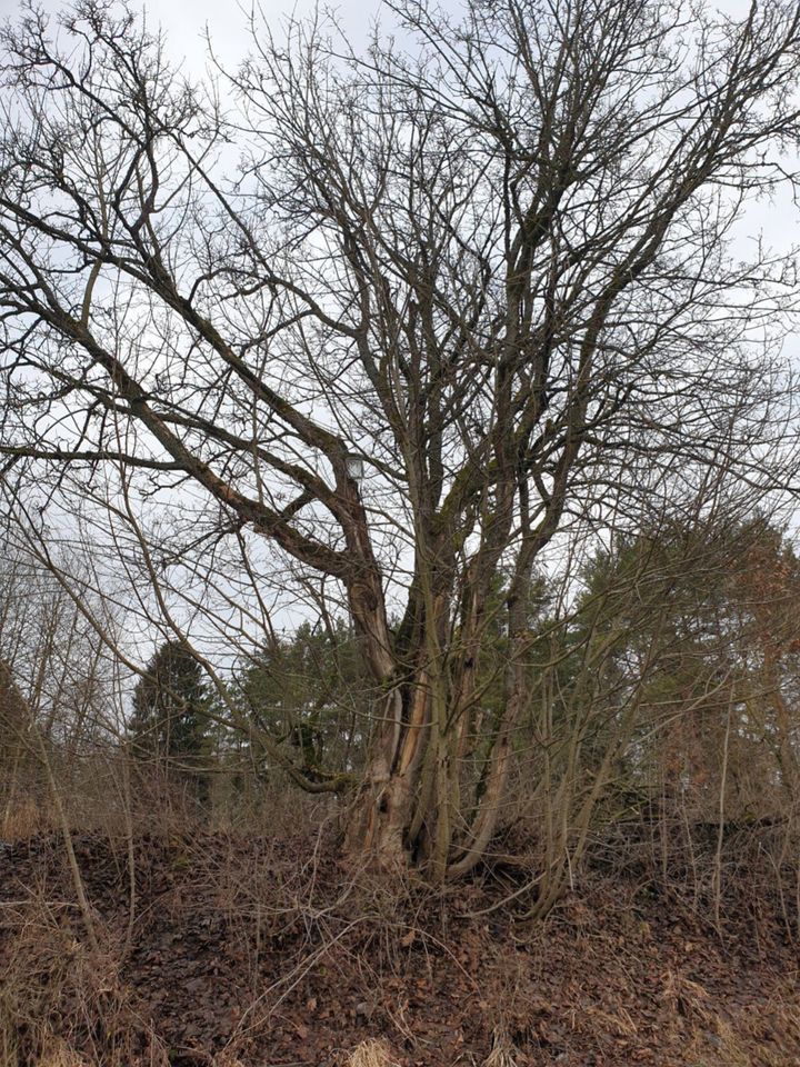 Baumfällung Rodung Heckenpflege in Auerbach in der Oberpfalz