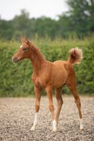 Tierfotografie I Fotoshooting Bremen-Mitte - Bahnhofsvorstadt  Vorschau