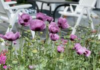 Samen vom Riesenmohn lila Bad Doberan - Landkreis - Neubukow Vorschau