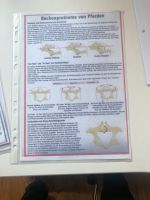 Lerntafeln Papier dinA 4 Tierheilkunde Niedersachsen - Rhauderfehn Vorschau