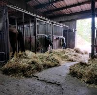 Stallplatz für Rehepferd/Pony oder Allergiker in Uchtelfangen Saarland - Illingen Vorschau