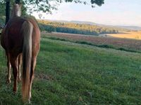 Pferdemist Naturdünger kostenlos abzugeben Bayern - Riedbach Vorschau
