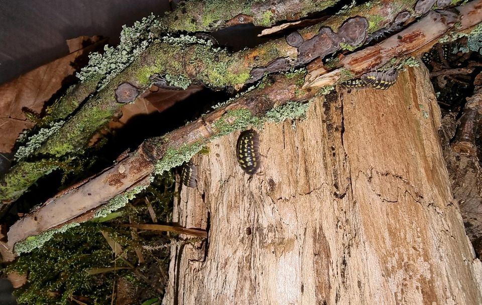 Rollassel Armadillidium gestroi in Wilsdruff