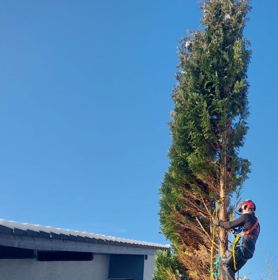 Baumfällung / Seilklettertechnik / Rodung / Fällung / Brennholz in Leichlingen