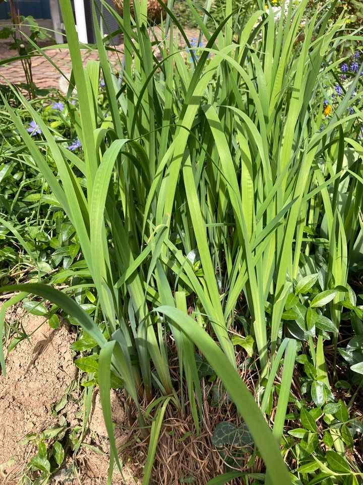 Schwertlilien/Iris lila blühen in Oberriexingen