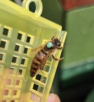 Bienenkönigin Carnica F1 standbegattet - 2024, Königin Niedersachsen - Ostercappeln Vorschau