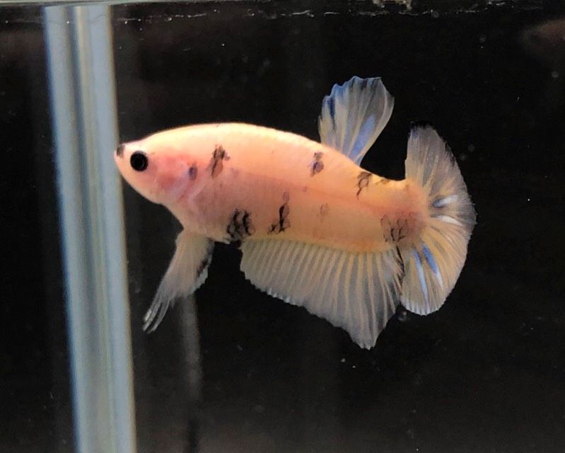 Kampffisch Männchen (Betta Splendens) in Berlin