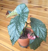 Begonia Corallina Tamaya Pflanze Berlin - Charlottenburg Vorschau