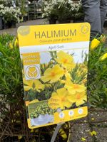 Zistrose | Halimium Essen - Frillendorf Vorschau