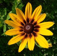 ❤ Samen ❤ Rudbeckia hirta - einjähriger Sonnenhut Sachsen - Pulsnitz Vorschau