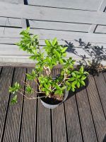 Terrassenpflanze Forsythie im Topf 65cm hoch Niedersachsen - Hagenburg Vorschau