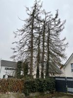 Baumfällungen, Rodungsarbeiten, Kronenrückschnitt Nordrhein-Westfalen - Oberhausen Vorschau