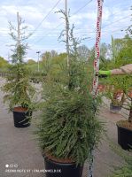 Tsuga canadensis Kanadische Hemlock-Tanne 200-220cm winterhart Nordrhein-Westfalen - Nordkirchen Vorschau