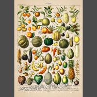 Fine Art Vintage Poster Plakat - Adolphe Millot "Fruits" Friedrichshain-Kreuzberg - Friedrichshain Vorschau