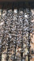 Bienenvölker zum  Verkauf Baden-Württemberg - Mannheim Vorschau