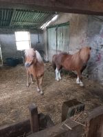 Kleine ponys Stuten und Hengste Brandenburg - Luckau Vorschau