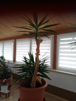 Yucca Palme Thüringen - Bad Salzungen Vorschau