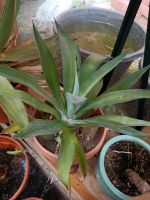 Agave Pflanze mediterrane Kaktus Niedersachsen - Scheeßel Vorschau