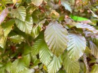 Blutbuche Fagus sylvatica purpurea Heckenpflanze Rheinland-Pfalz - Otterberg Vorschau