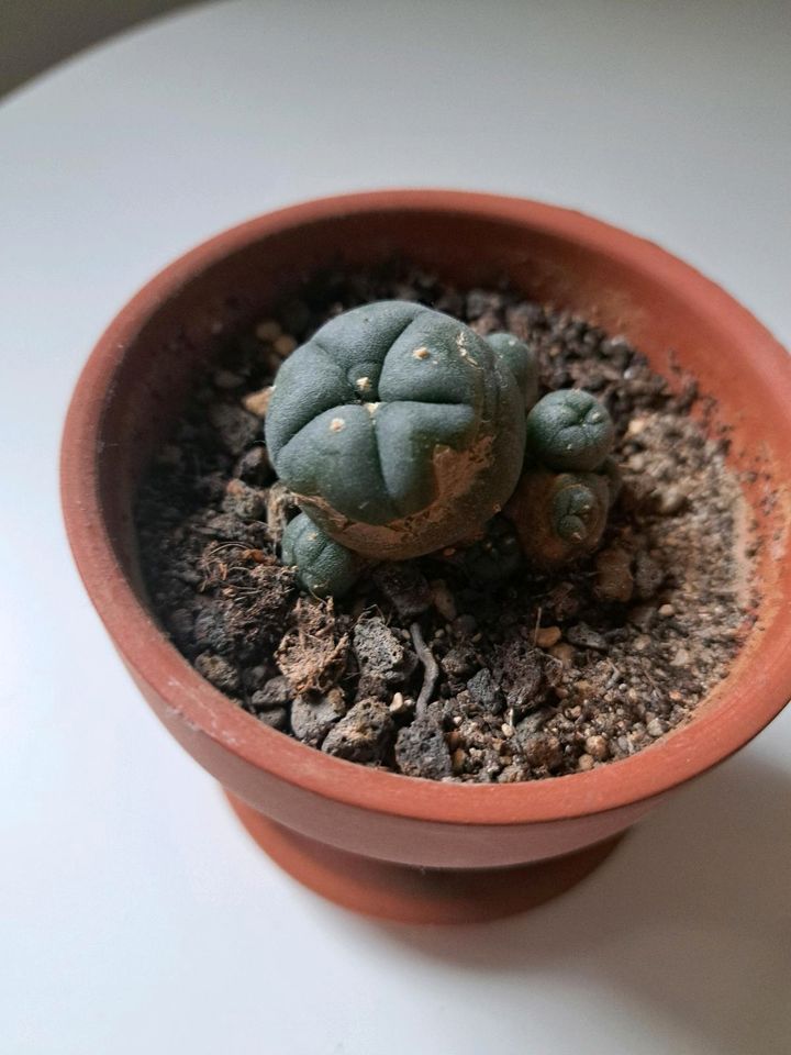 Peyote Pflanze Kaktus Lophophora Williamsii in Bibertal