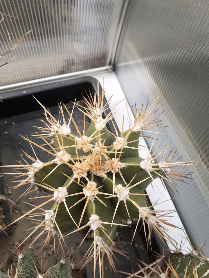 3x Astrophytum ornatum, alt in Bischofswerda