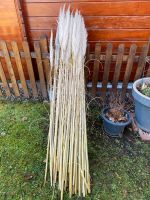 Pampas Trockenblumen Nordrhein-Westfalen - Menden Vorschau