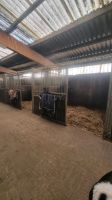 Pferdebox auf netter Stallgasse Nordrhein-Westfalen - Gelsenkirchen Vorschau