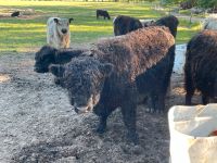 Galloways von helenhof Niedersachsen - Groß Oesingen Vorschau