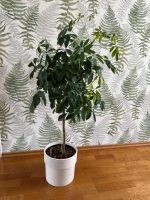 Pflanze Strahlenaralie Schefflera ca. 1 m - ohne Topf Berlin - Lichterfelde Vorschau